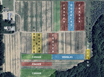 TTTF South Tree Map
